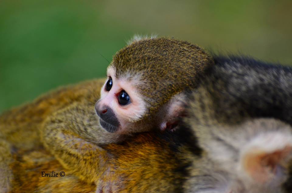 agir pour les animaux