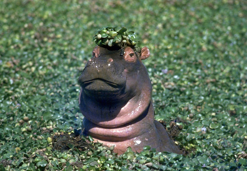 mozambique associations animaux