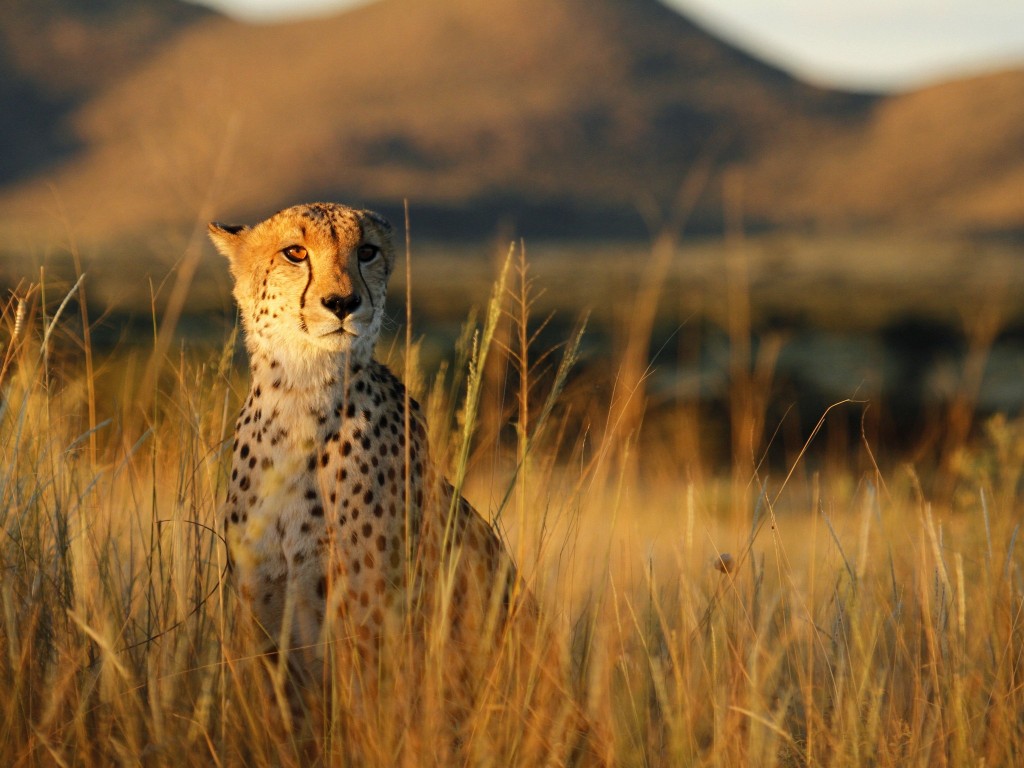 protection animaux afrique du sud