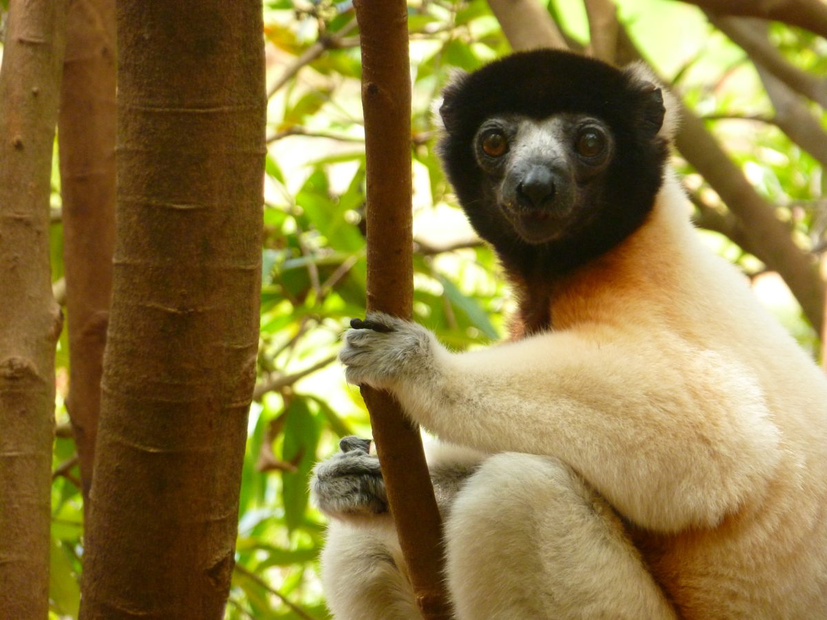 madagascar associations animaux