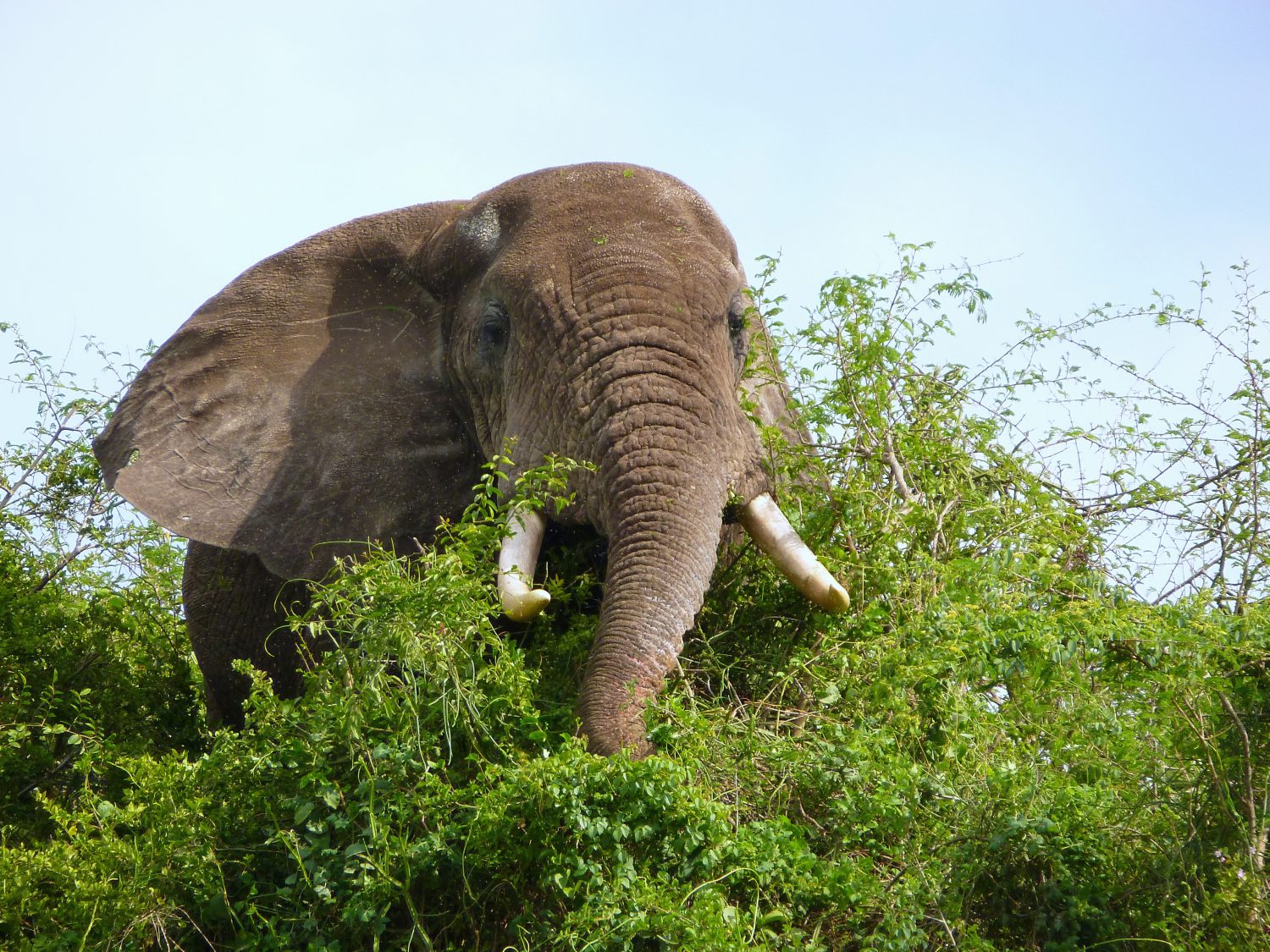 safari queen elizabeth park ouganda