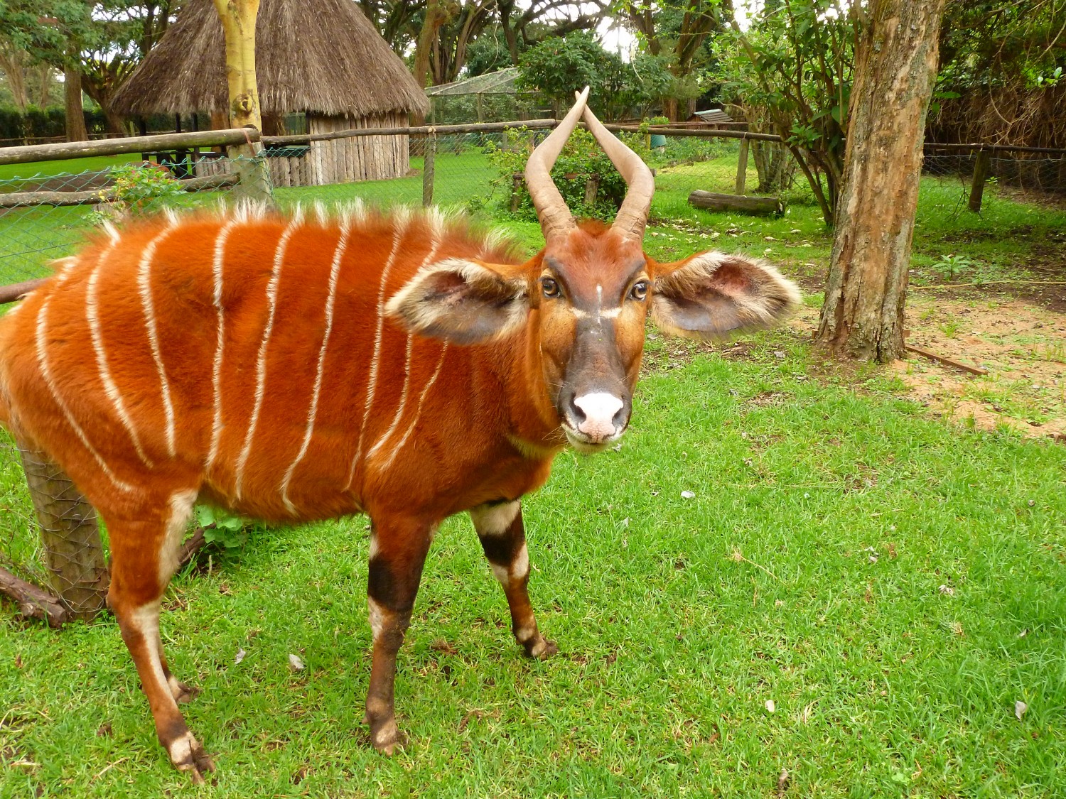 Mount Kenya Wildlife Conservancy animaux kenya