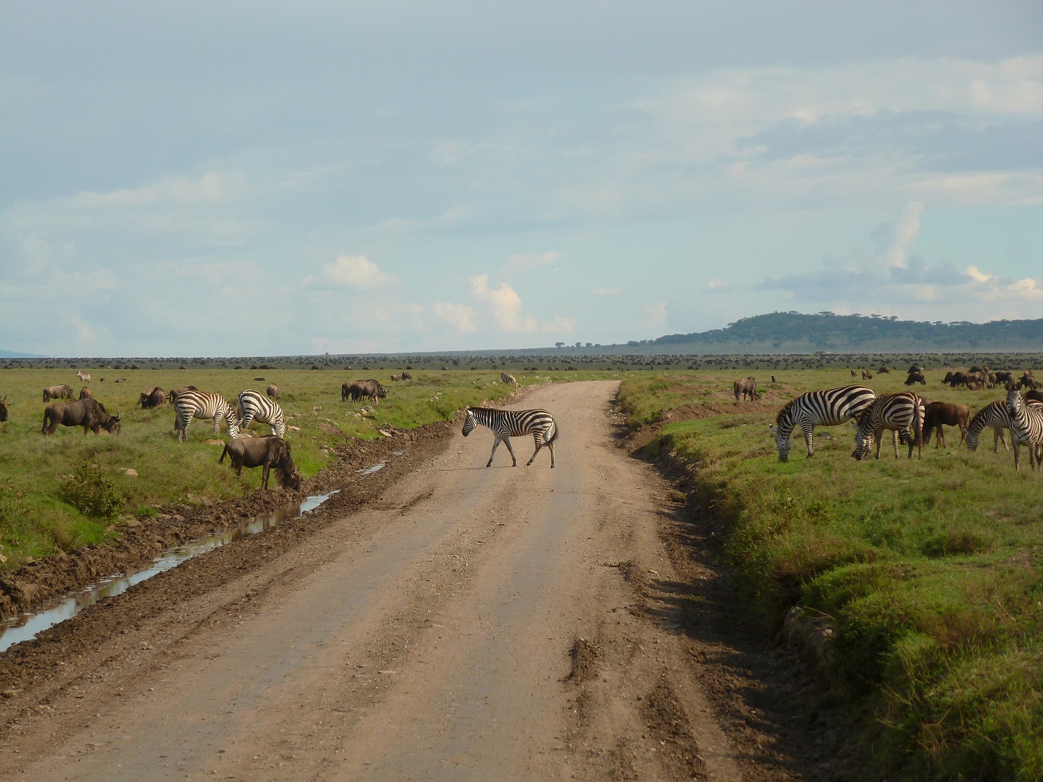 tanzanie sauvegarde espèces