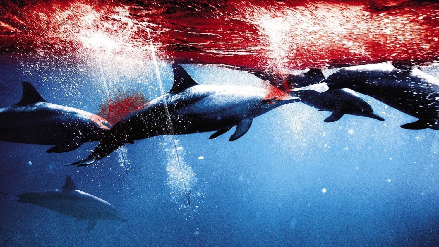 massacre des dauphins de Taiji