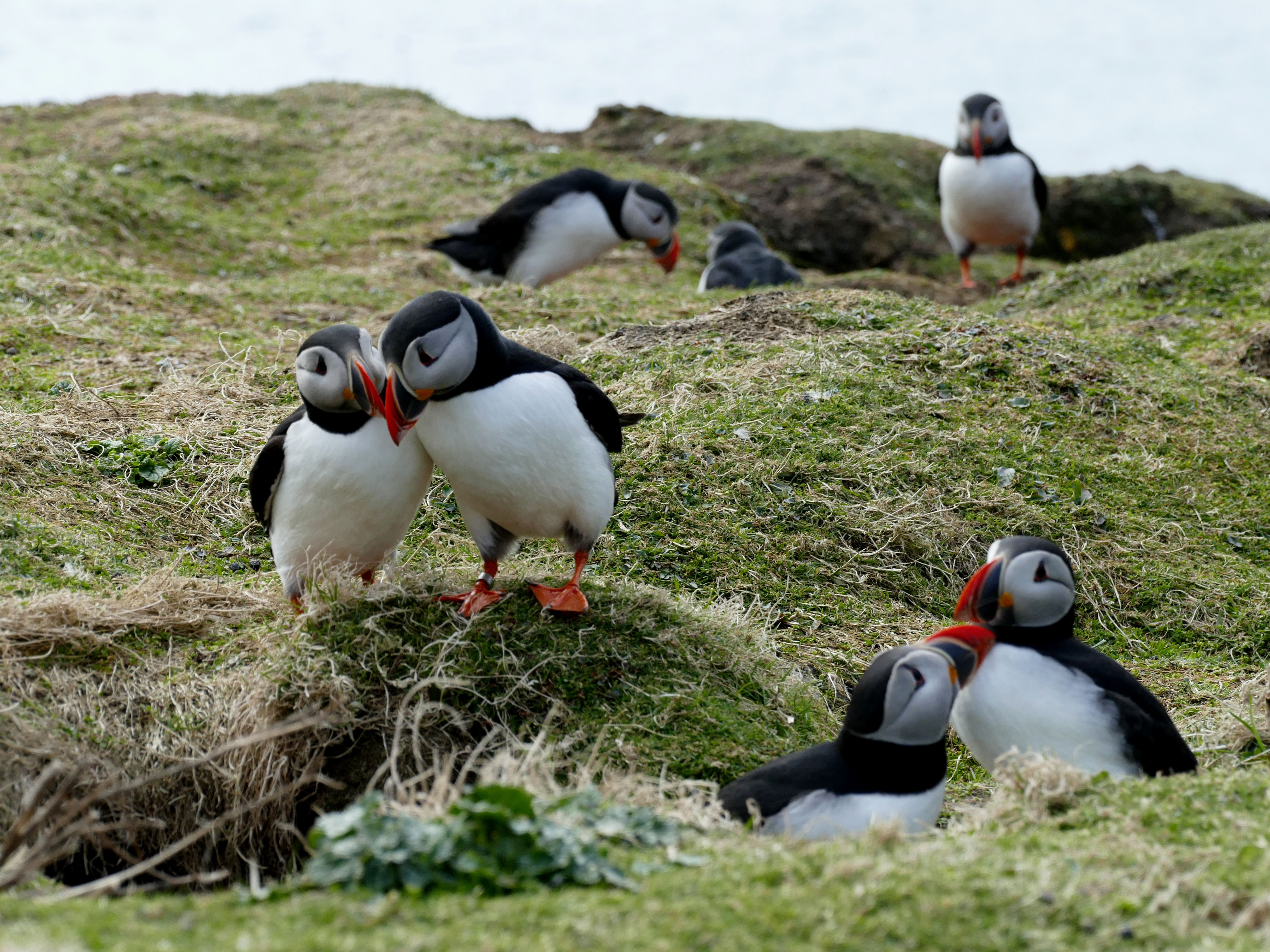 animaux sauvage europe