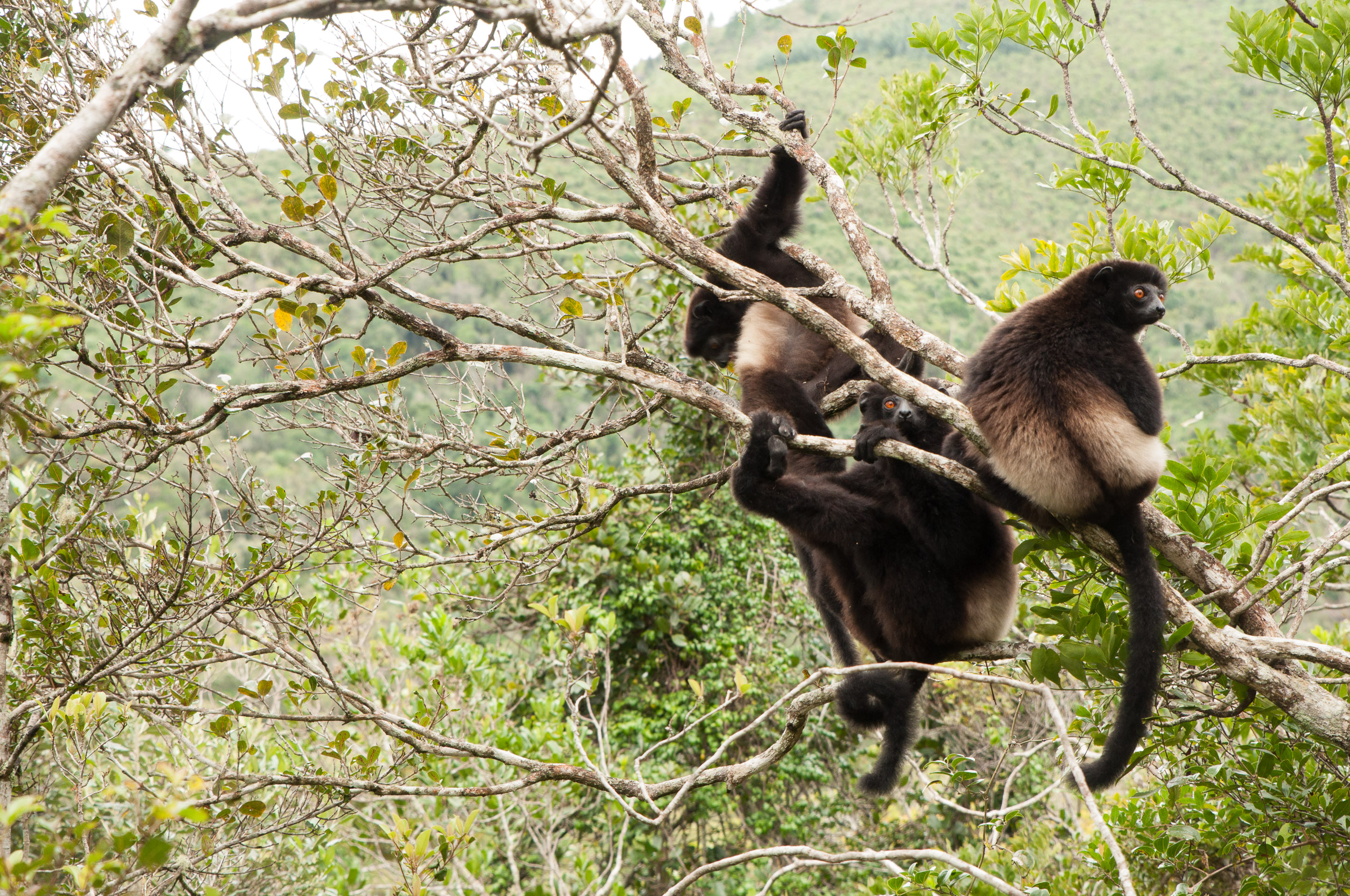 ecotourisme asie afrique