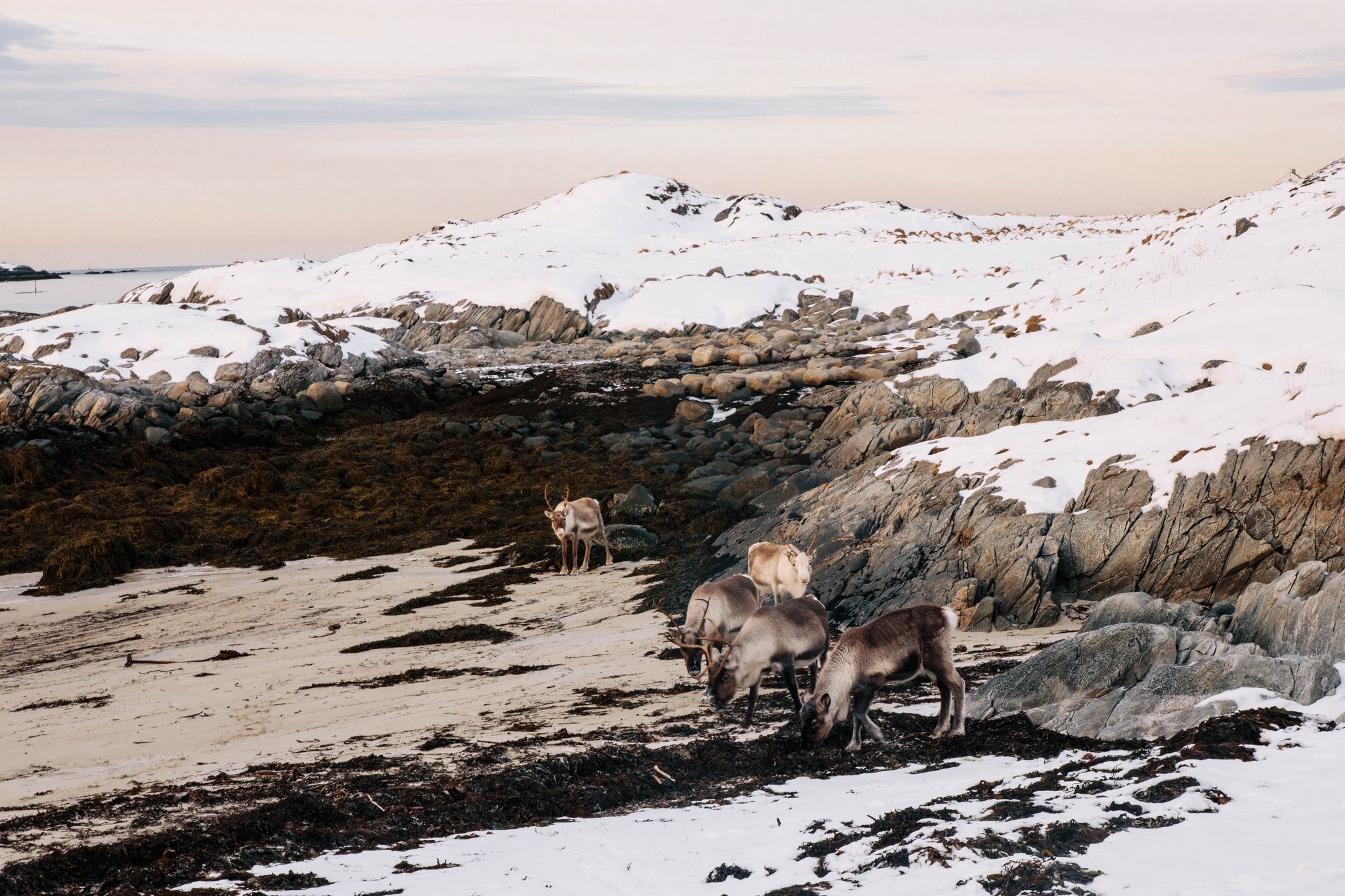 Où voir des animaux sauvages waitandsea