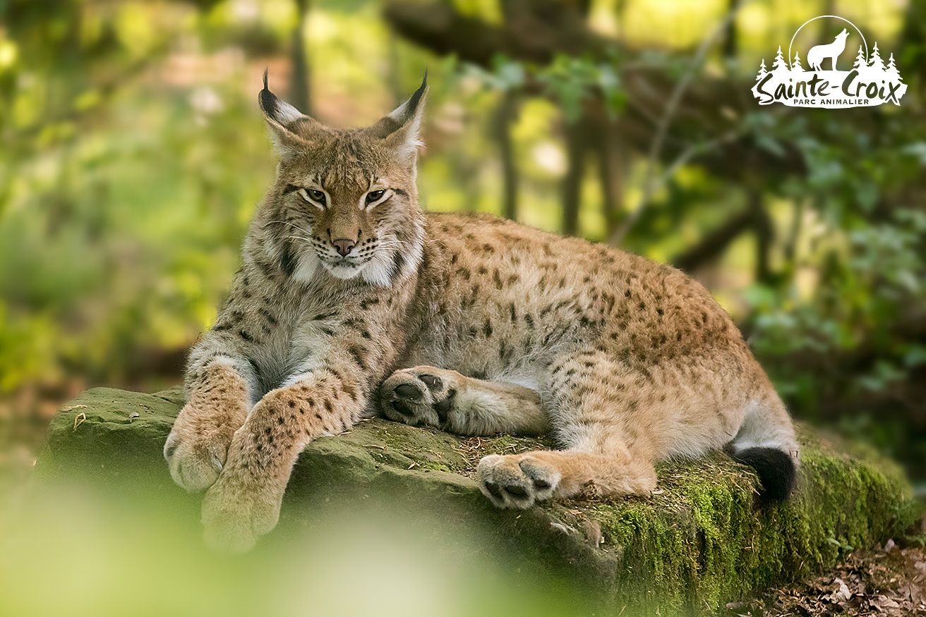 Protéger les lynx
