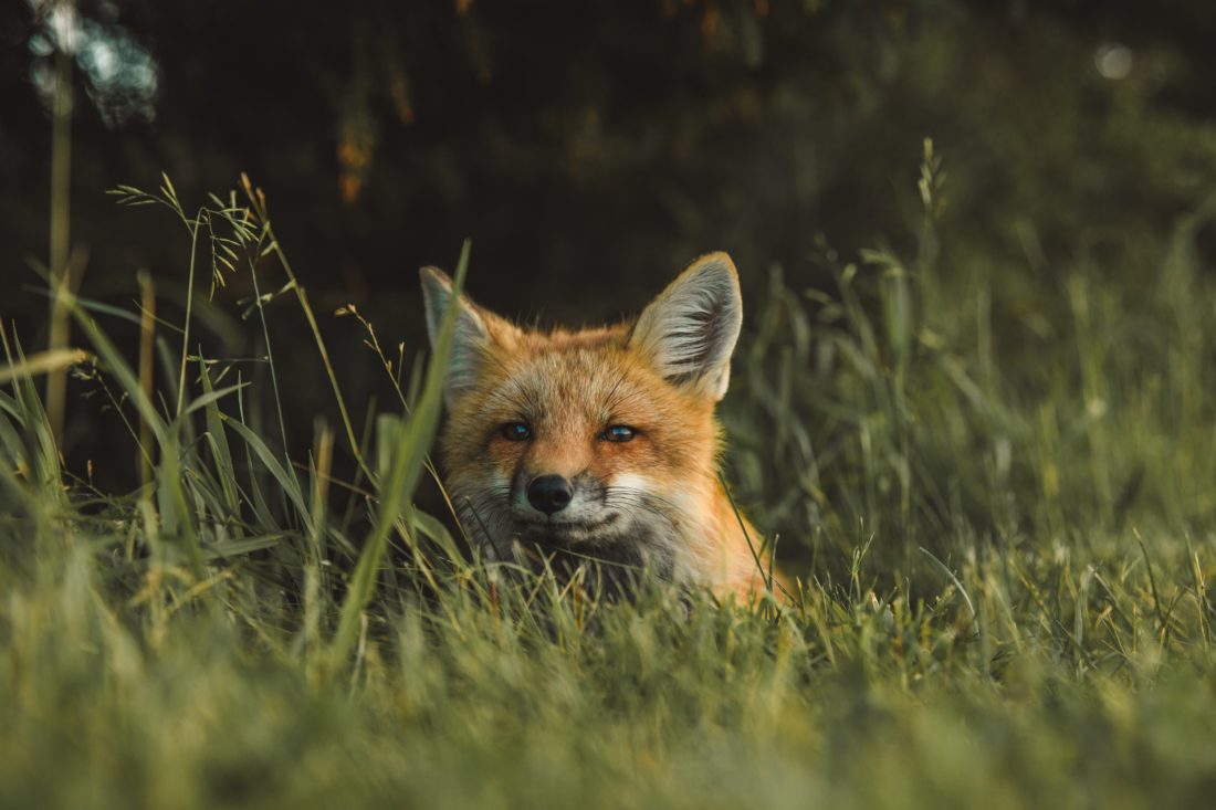 scott-walsh-renard roux
