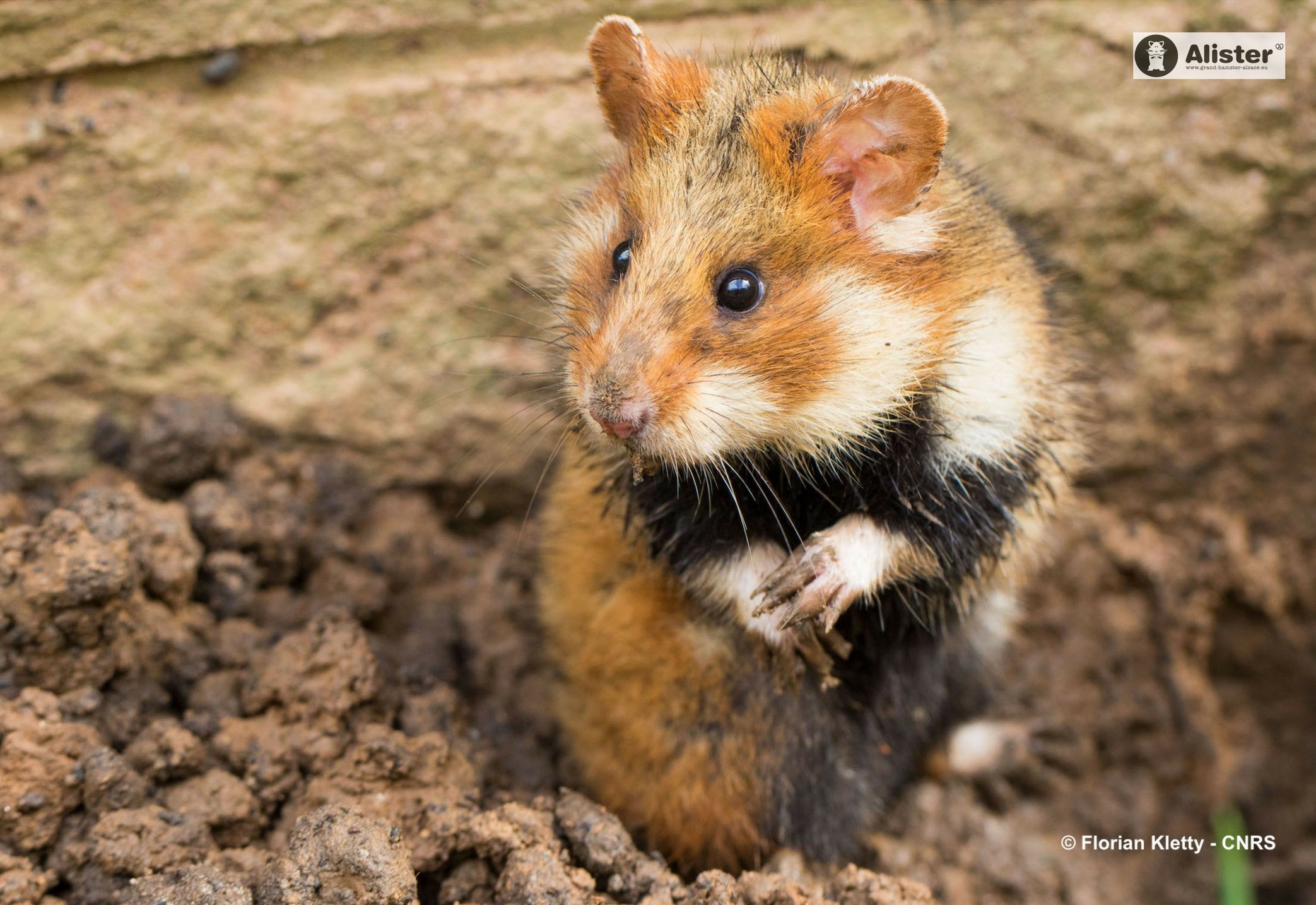 Grand Hamster d'Alsace