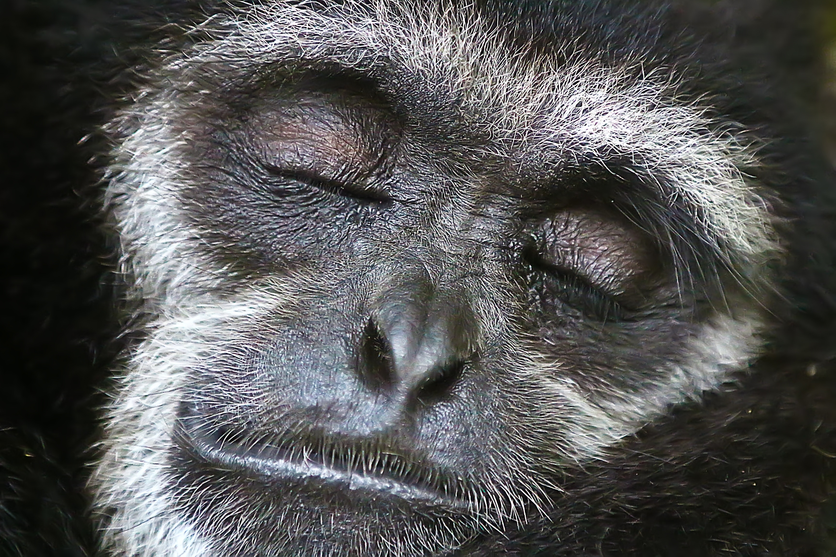 Protéger les gibbons